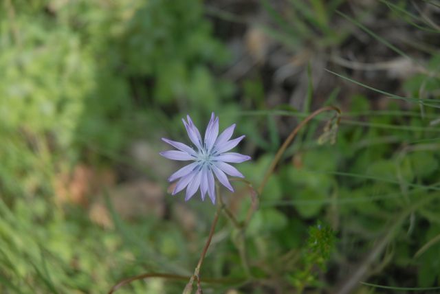 Lactuca perennis